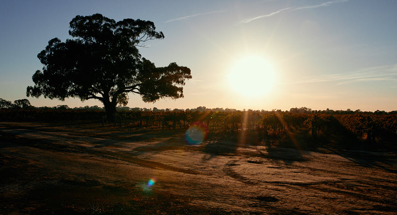 Turners crossing tree and sunset